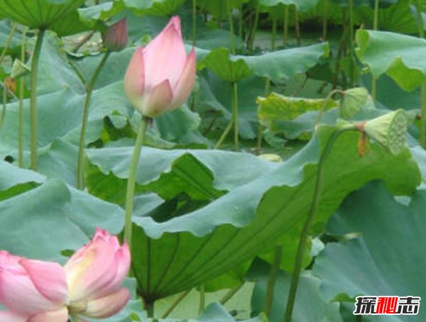 辽宁大连千年古莲发芽之谜,古莲子的发芽率较高(自身结构特殊)