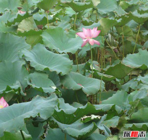 辽宁大连千年古莲发芽之谜,古莲子的发芽率较高(自身结构特殊)